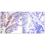 Immunohistochemistry - Anti-GR (phospho Ser226) Antibody (A0432) - Antibodies.com