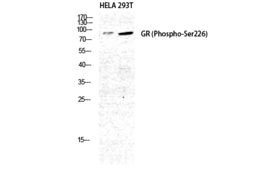 Western Blot - Anti-GR (phospho Ser226) Antibody (A0432) - Antibodies.com