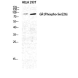 Western Blot - Anti-GR (phospho Ser226) Antibody (A0432) - Antibodies.com