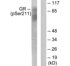 Western Blot - Anti-GR (phospho Ser211) Antibody (A0073) - Antibodies.com