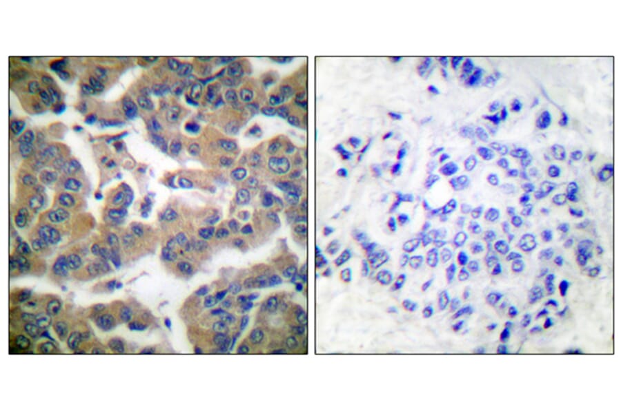 Immunohistochemistry - Anti-GR (phospho Ser211) Antibody (A0073) - Antibodies.com