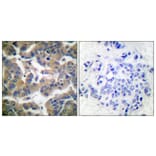 Immunohistochemistry - Anti-GR (phospho Ser211) Antibody (A0073) - Antibodies.com