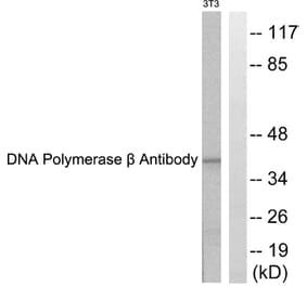 Western Blot - Anti-DNA Polymerase beta Antibody (C0173) - Antibodies.com