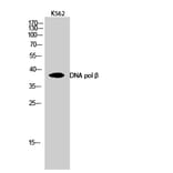 Western Blot - Anti-DNA Polymerase beta Antibody (C0173) - Antibodies.com