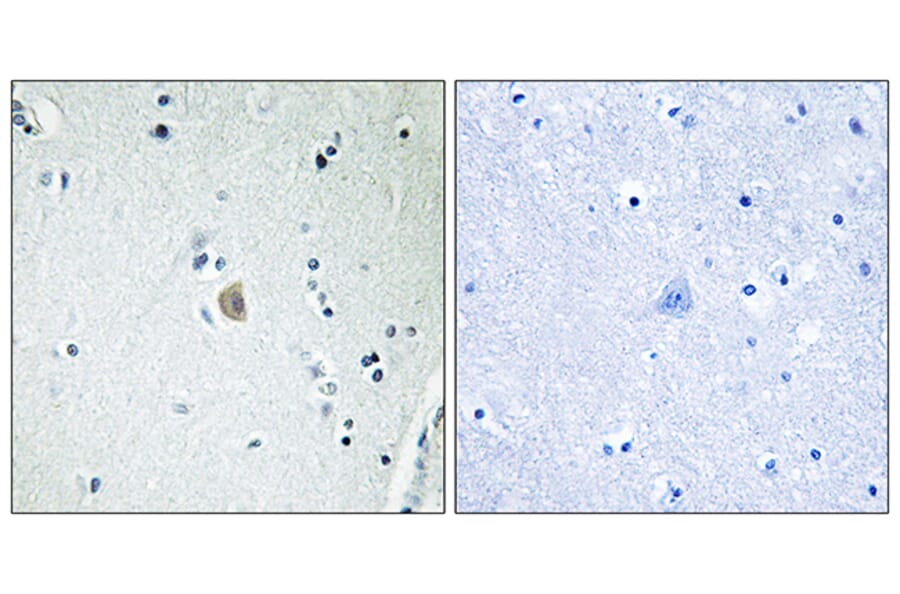 Immunohistochemistry - Anti-Cytochrome P450 2E1 Antibody (C12267) - Antibodies.com