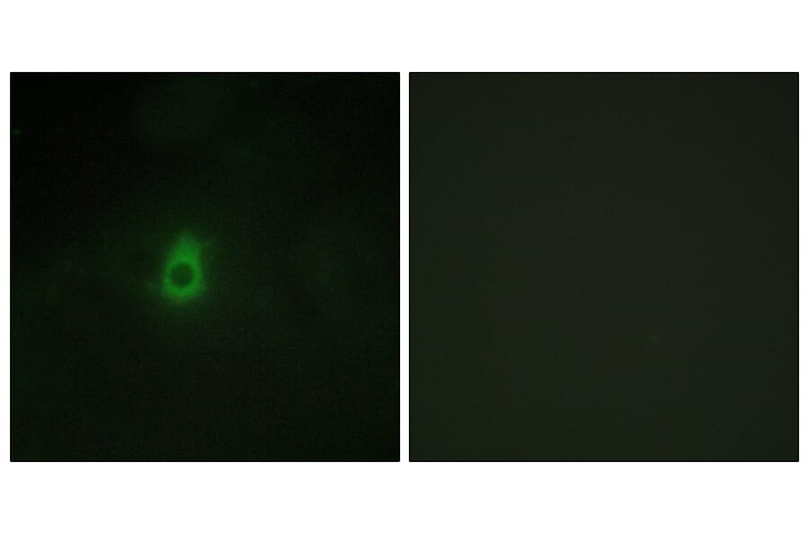 Immunofluorescence - Anti-Cytochrome P450 2E1 Antibody (C12267) - Antibodies.com
