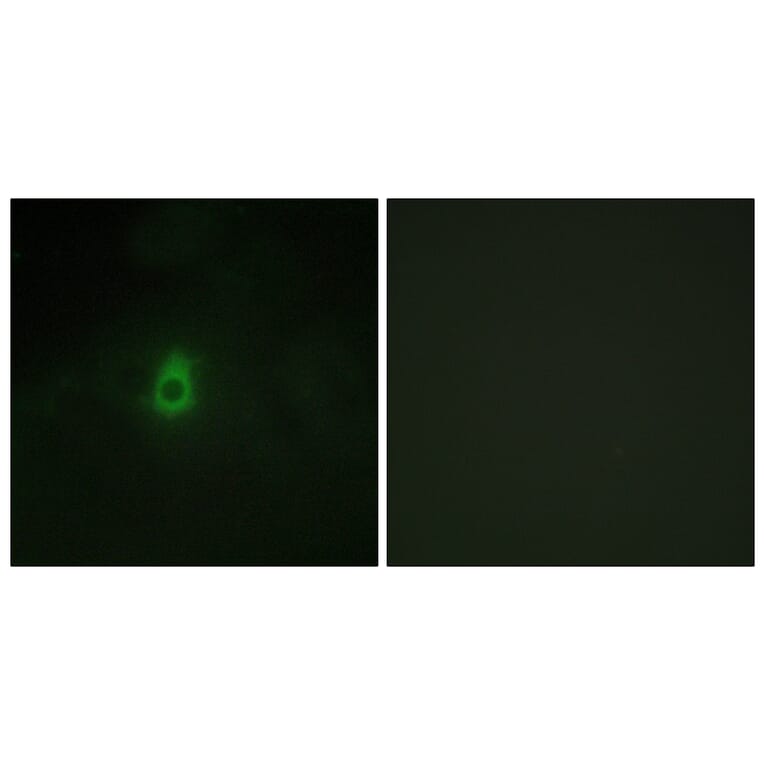 Immunofluorescence - Anti-Cytochrome P450 2E1 Antibody (C12267) - Antibodies.com