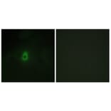 Immunofluorescence - Anti-Cytochrome P450 2E1 Antibody (C12267) - Antibodies.com