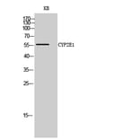 Western Blot - Anti-Cytochrome P450 2E1 Antibody (C12267) - Antibodies.com