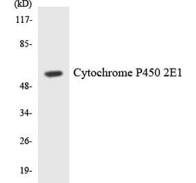 Western Blot - Anti-Cytochrome P450 2E1 Antibody (R12-2679) - Antibodies.com