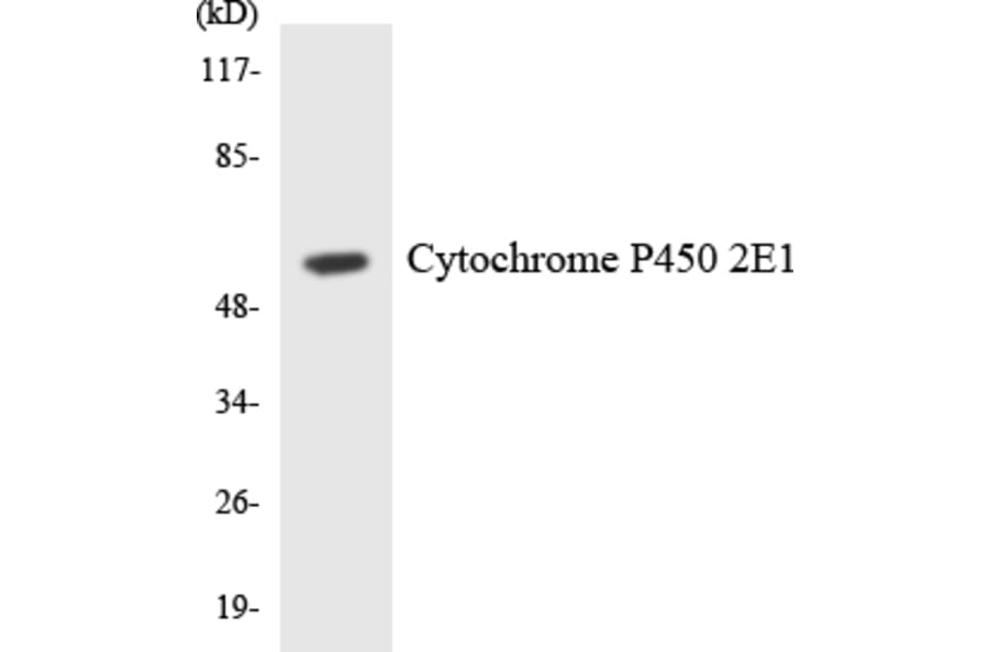 Western Blot - Anti-Cytochrome P450 2E1 Antibody (R12-2679) - Antibodies.com