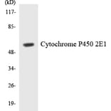 Western Blot - Anti-Cytochrome P450 2E1 Antibody (R12-2679) - Antibodies.com