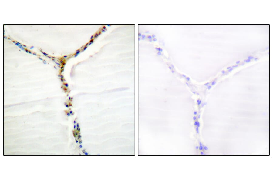 Immunohistochemistry - Anti-AhR (phospho Ser36) Antibody (A0765) - Antibodies.com