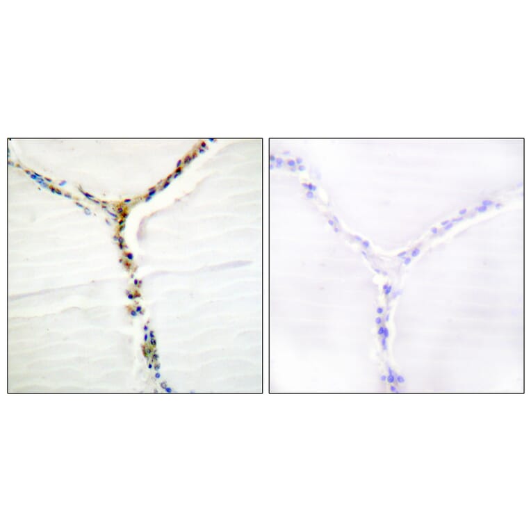 Immunohistochemistry - Anti-AhR (phospho Ser36) Antibody (A0765) - Antibodies.com