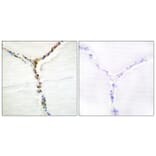 Immunohistochemistry - Anti-AhR (phospho Ser36) Antibody (A0765) - Antibodies.com