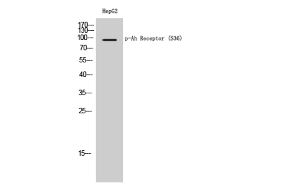 Western Blot - Anti-AhR (phospho Ser36) Antibody (A0765) - Antibodies.com