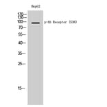 Western Blot - Anti-AhR (phospho Ser36) Antibody (A0765) - Antibodies.com