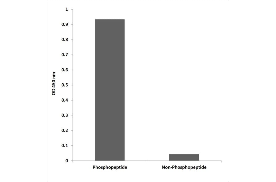 ELISA - Anti-AhR (phospho Ser36) Antibody (P12-1072) - Antibodies.com