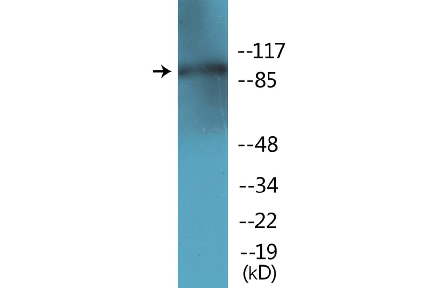 Western Blot - Anti-AhR (phospho Ser36) Antibody (P12-1072) - Antibodies.com