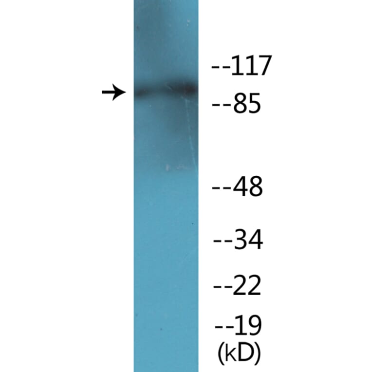 Western Blot - Anti-AhR (phospho Ser36) Antibody (P12-1072) - Antibodies.com