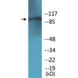 Western Blot - Anti-AhR (phospho Ser36) Antibody (P12-1072) - Antibodies.com