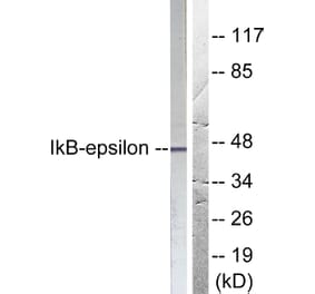 Western Blot - Anti-IkappaB-epsilon Antibody (B0015) - Antibodies.com