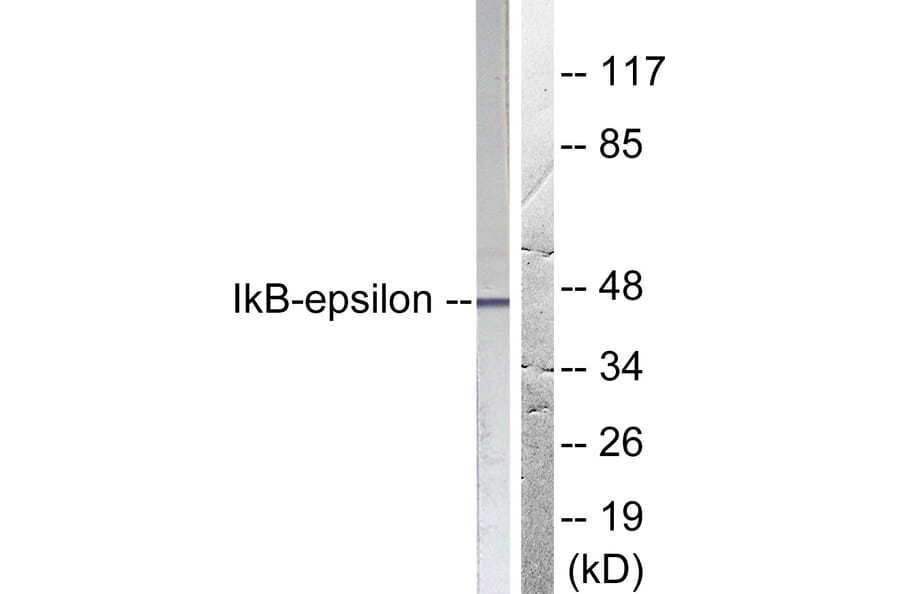 Western Blot - Anti-IkappaB-epsilon Antibody (B0015) - Antibodies.com
