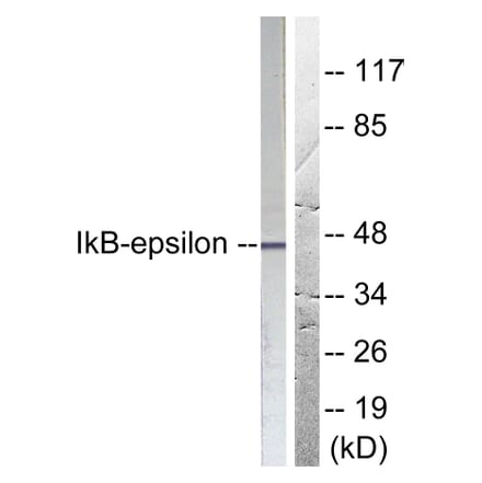 Western Blot - Anti-IkappaB-epsilon Antibody (B0015) - Antibodies.com