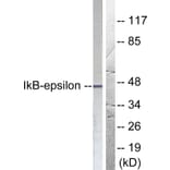 Western Blot - Anti-IkappaB-epsilon Antibody (B0015) - Antibodies.com