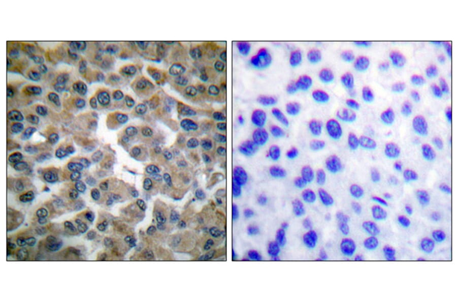 Immunohistochemistry - Anti-IkappaB-epsilon Antibody (B0015) - Antibodies.com