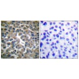 Immunohistochemistry - Anti-IkappaB-epsilon Antibody (B0015) - Antibodies.com