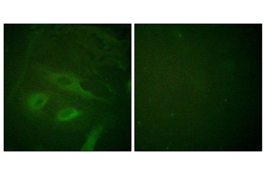Immunofluorescence - Anti-IkappaB-epsilon Antibody (B0015) - Antibodies.com