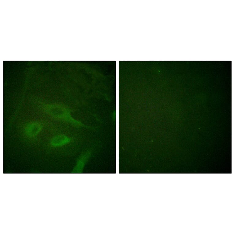 Immunofluorescence - Anti-IkappaB-epsilon Antibody (B0015) - Antibodies.com