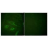 Immunofluorescence - Anti-IkappaB-epsilon Antibody (B0015) - Antibodies.com