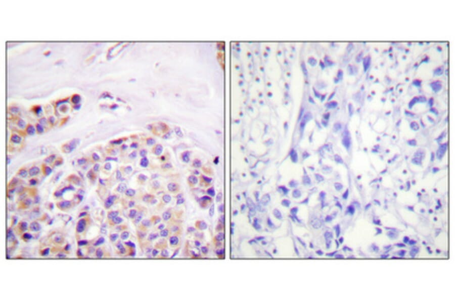 Immunohistochemistry - Anti-IkappaB-epsilon Antibody (B0015) - Antibodies.com