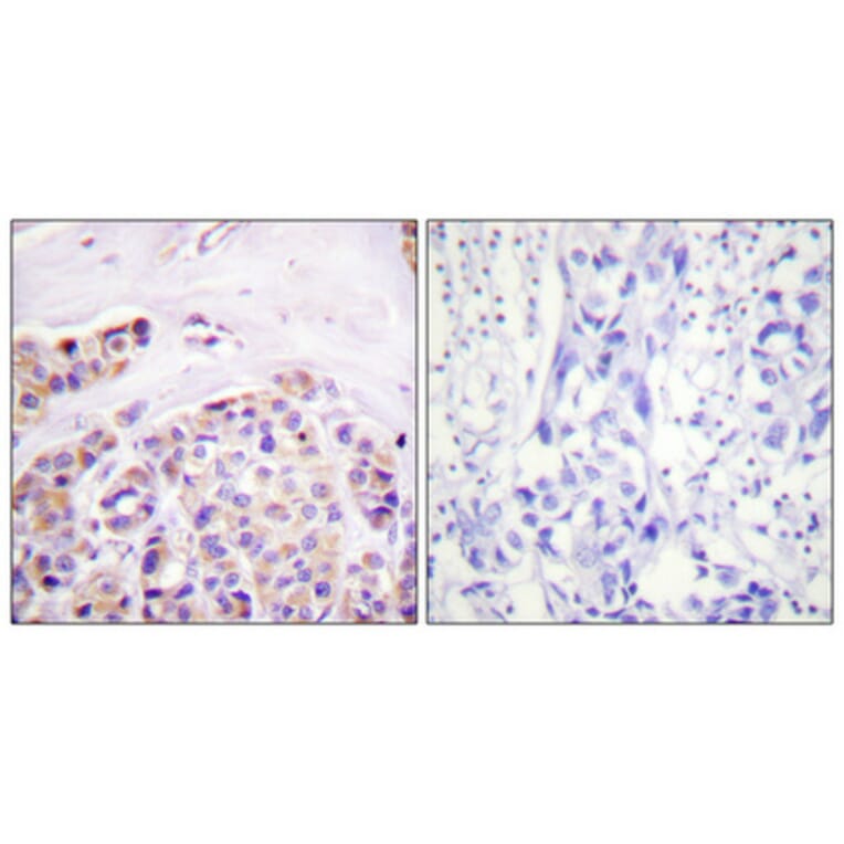 Immunohistochemistry - Anti-IkappaB-epsilon Antibody (B0015) - Antibodies.com