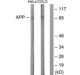 Western Blot - Anti-Amyloid beta A4 Antibody (B0004) - Antibodies.com
