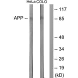 Western Blot - Anti-Amyloid beta A4 Antibody (B0004) - Antibodies.com