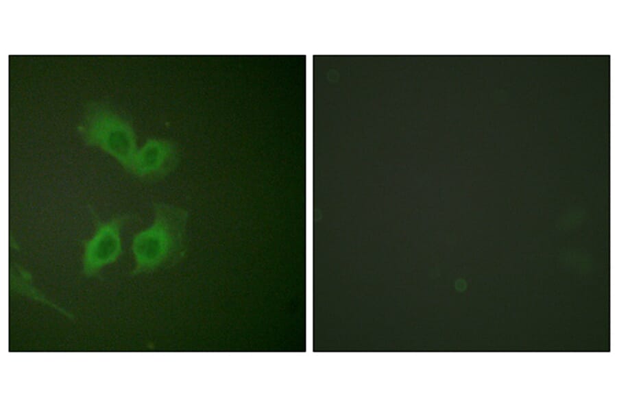 Immunofluorescence - Anti-Amyloid beta A4 Antibody (B0004) - Antibodies.com