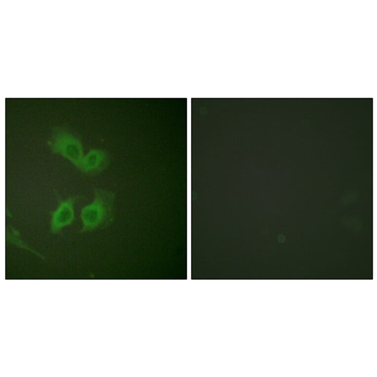 Immunofluorescence - Anti-Amyloid beta A4 Antibody (B0004) - Antibodies.com