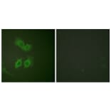 Immunofluorescence - Anti-Amyloid beta A4 Antibody (B0004) - Antibodies.com