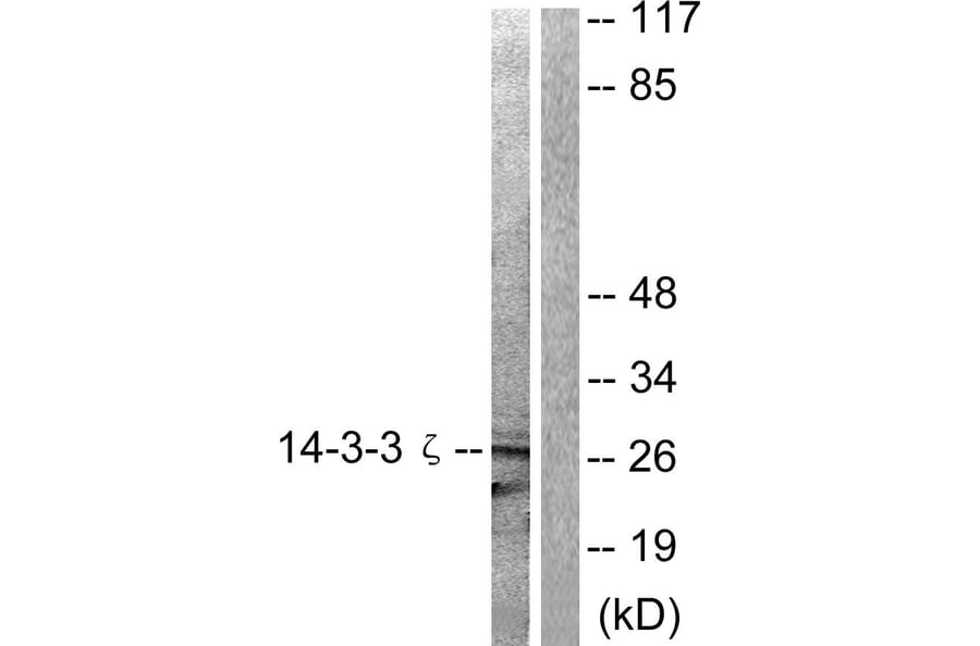 Western Blot - Anti-14-3-3 zeta Antibody (B0001) - Antibodies.com