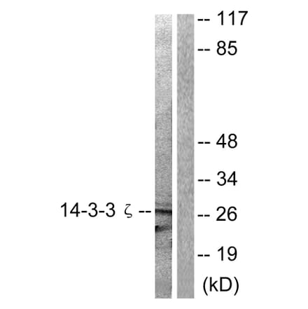 Western Blot - Anti-14-3-3 zeta Antibody (B0001) - Antibodies.com