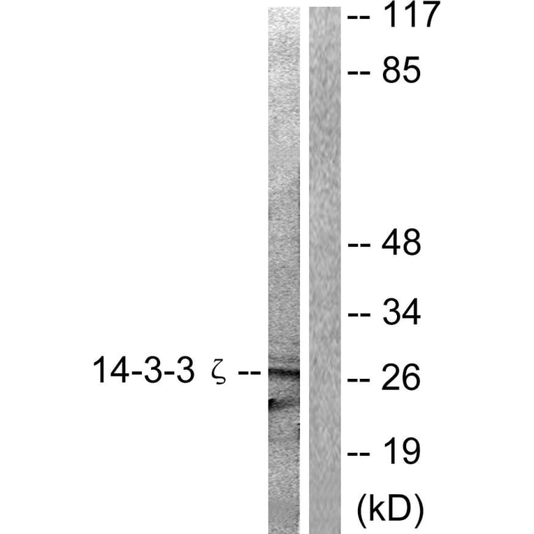 Western Blot - Anti-14-3-3 zeta Antibody (B0001) - Antibodies.com
