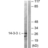 Western Blot - Anti-14-3-3 zeta Antibody (B0001) - Antibodies.com
