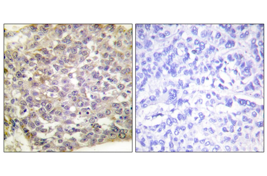 Immunohistochemistry - Anti-14-3-3 zeta Antibody (B0001) - Antibodies.com