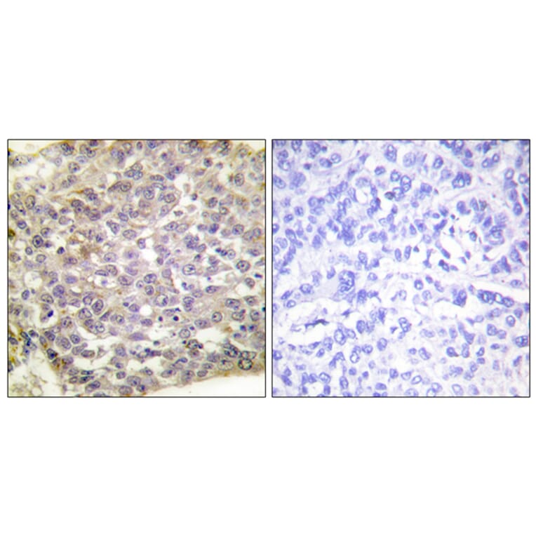 Immunohistochemistry - Anti-14-3-3 zeta Antibody (B0001) - Antibodies.com