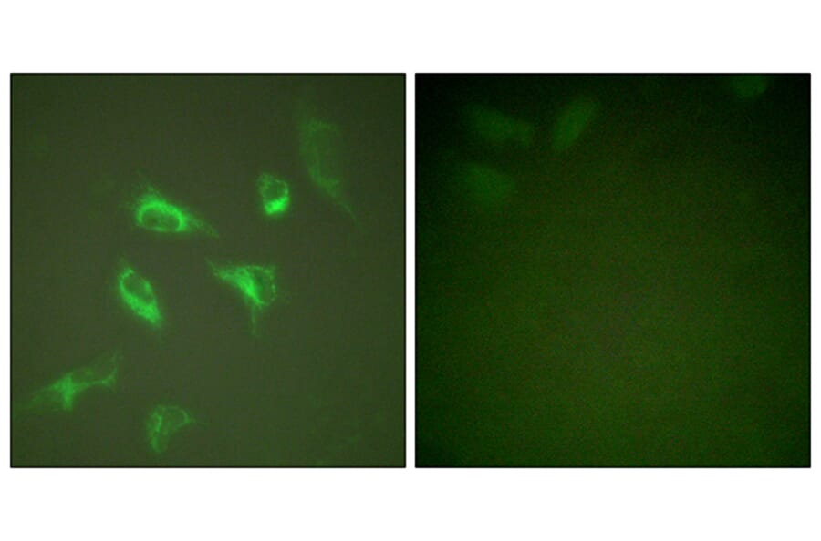 Immunofluorescence - Anti-14-3-3 zeta Antibody (B0001) - Antibodies.com