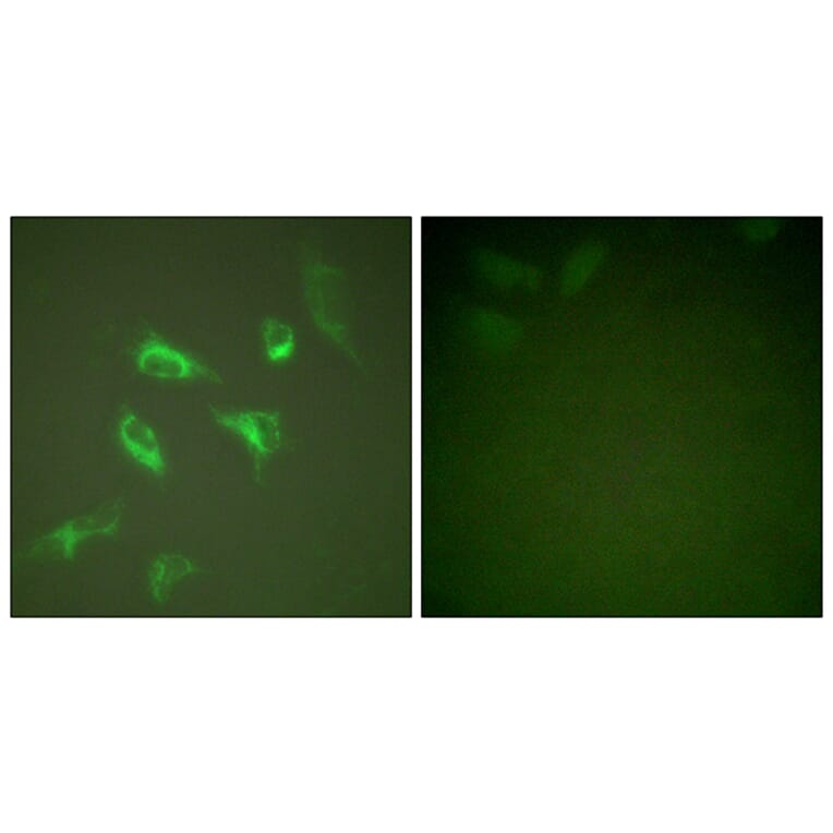 Immunofluorescence - Anti-14-3-3 zeta Antibody (B0001) - Antibodies.com