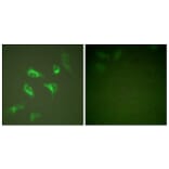 Immunofluorescence - Anti-14-3-3 zeta Antibody (B0001) - Antibodies.com